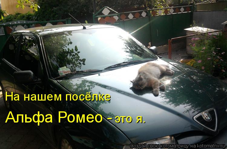 На нашем посёлке Альфа Ромео - это я.... Котоматрица: На нашем посёлке Альфа Ромео - это я.
