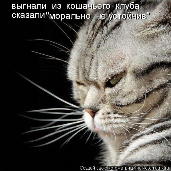 выгнали из кошачьего клуба сказали "морально не устойчив"... Котоматрица: выгнали из кошачьего клуба сказали "морально не устойчив"