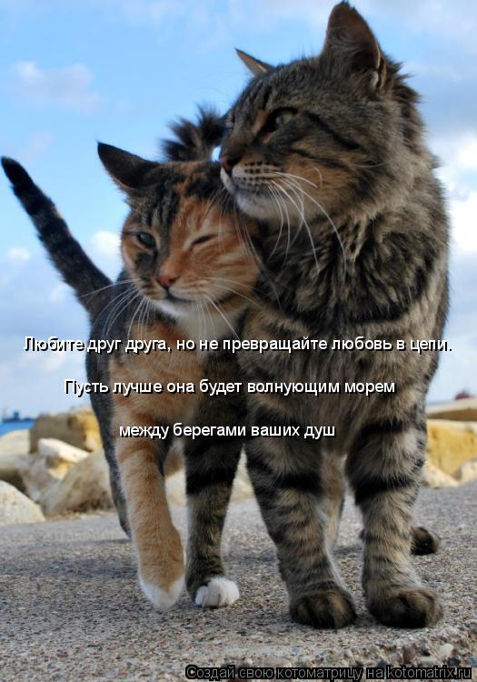 Любите друг друга, но не превращайте любовь в цепи. Пусть лучше она будет волнующим морем между бер... Котоматрица: Любите друг друга, но не превращайте любовь в цепи. Пусть лучше она будет волнующим морем между берегами ваших душ