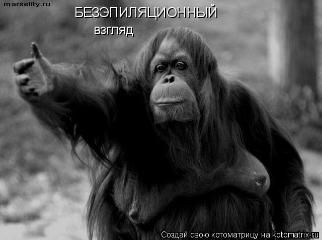 БЕЗЭПИЛЯЦИОННЫЙ взгляд... Котоматрица: БЕЗЭПИЛЯЦИОННЫЙ взгляд