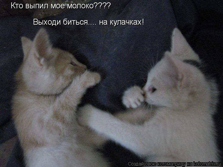Кто выпил мое молоко???? Выходи биться.... на кулачках!... Котоматрица: Кто выпил мое молоко???? Выходи биться.... на кулачках!