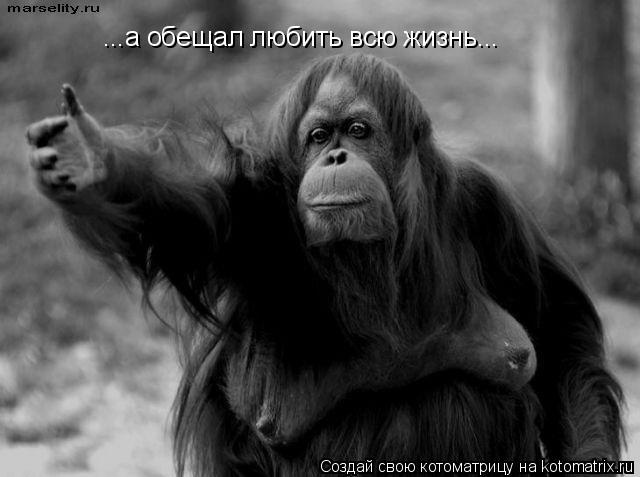 ...а обещал любить всю жизнь...... Котоматрица: ...а обещал любить всю жизнь...