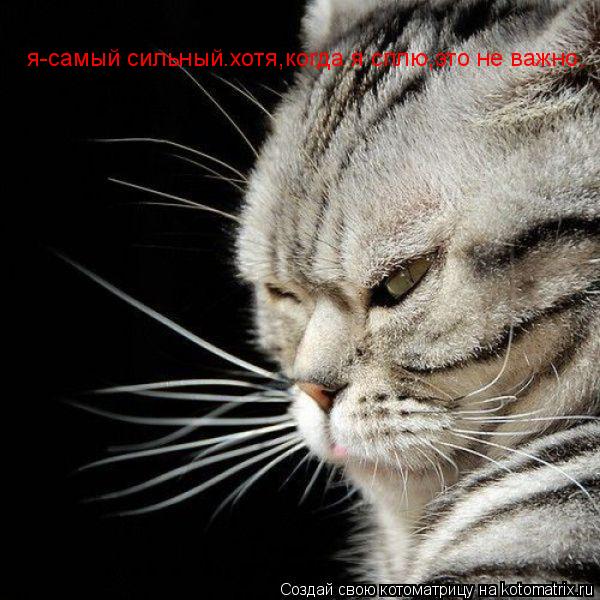 я-самый сильный.хотя,когда я сплю,это не важно.... Котоматрица: я-самый сильный.хотя,когда я сплю,это не важно.
