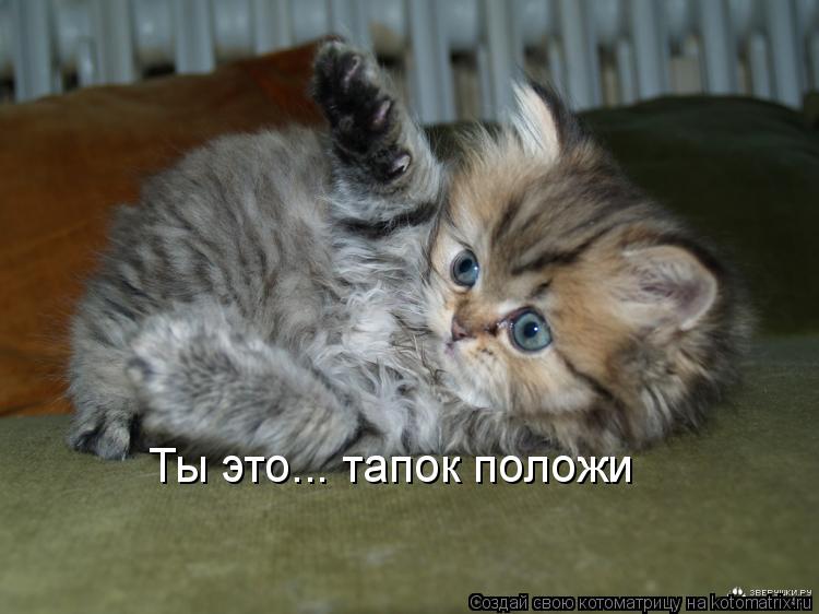 Ты это... тапок положи... Котоматрица: Ты это... тапок положи