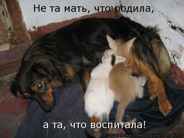 Не та мать, что родила, а та, что воспитала!... Котоматрица: Не та мать, что родила, а та, что воспитала!