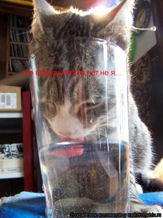 кто воду выпил?а,нет,не я...... Котоматрица: кто воду выпил?а,нет,не я...