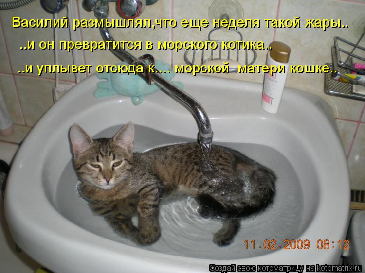 Василий размышлял,что еще неделя такой жары.. ..и он превратится в морского котика.. ..и уплывет отсю... Котоматрица: Василий размышлял,что еще неделя такой жары.. ..и он превратится в морского котика.. ..и уплывет отсюда к.... морской матери кошке..
