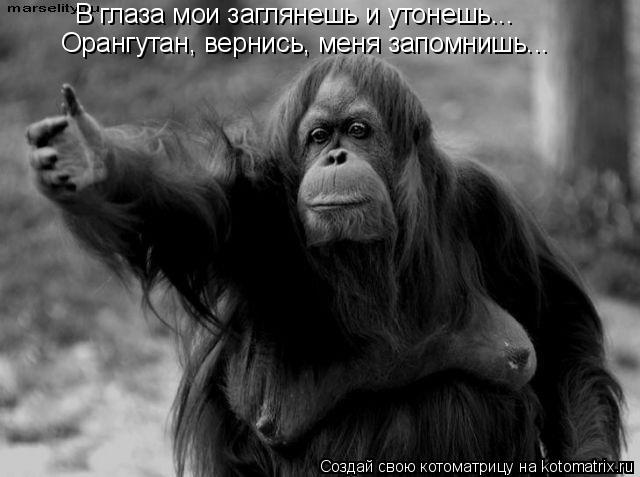 В глаза мои заглянешь и утонешь... Орангутан, вернись, меня запомнишь...... Котоматрица: В глаза мои заглянешь и утонешь... Орангутан, вернись, меня запомнишь...
