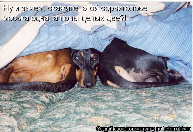 Ну и зачем, скажите, этой сорвиголове моська одна, а попы целых две?!... Котоматрица: Ну и зачем, скажите, этой сорвиголове моська одна, а попы целых две?!
