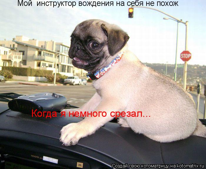 Когда я немного срезал... Мой инструктор вождения на себя не похож... Котоматрица: Когда я немного срезал... Мой инструктор вождения на себя не похож