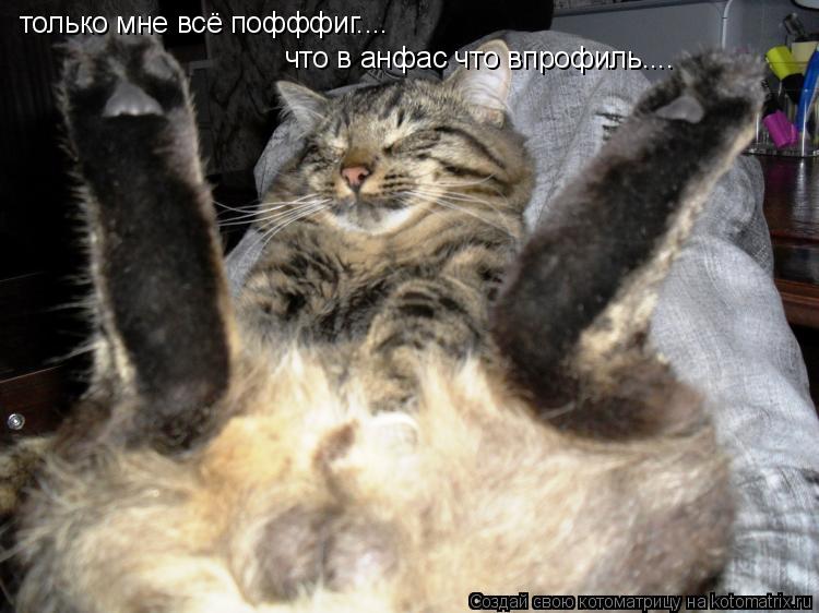 только мне всё пофффиг.... что в анфас что впрофиль....... Котоматрица: только мне всё пофффиг.... что в анфас что впрофиль....