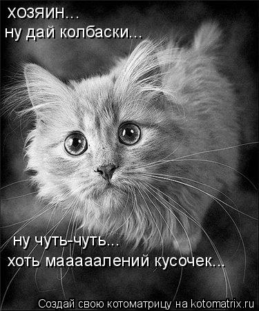 хозяин... ну дай колбаски... ну чуть-чуть... хоть мааааалений кусочек...... Котоматрица: хозяин... ну дай колбаски... ну чуть-чуть... хоть мааааалений кусочек...
