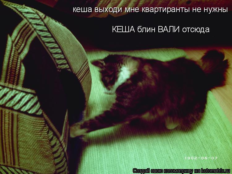 кеша выходи мне квартиранты не нужны КЕША блин ВАЛИ отсюда... Котоматрица: кеша выходи мне квартиранты не нужны КЕША блин ВАЛИ отсюда