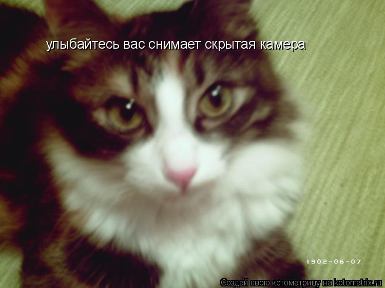 улыбайтесь вас снимает скрытая камера... Котоматрица: улыбайтесь вас снимает скрытая камера