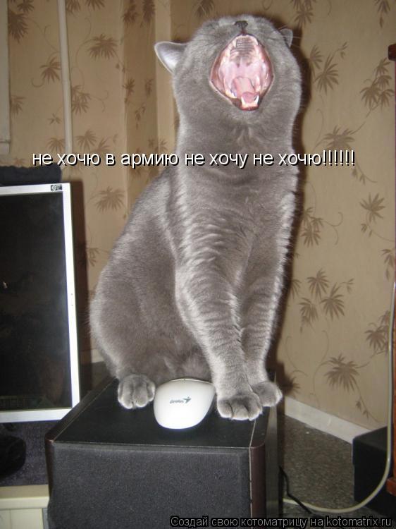 не хочю в армию не хочу не хочю!!!!!!... Котоматрица: не хочю в армию не хочу не хочю!!!!!!