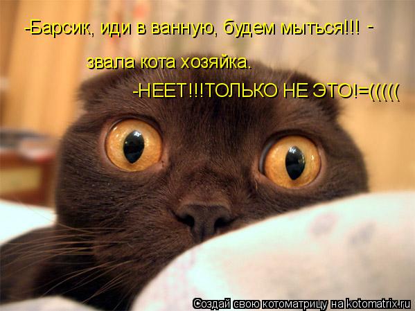 -Барсик, иди в ванную, будем мыться!!! - звала кота хозяйка. -НЕЕТ!!!ТОЛЬКО НЕ ЭТО!=(((((... Котоматрица: -Барсик, иди в ванную, будем мыться!!! - звала кота хозяйка. -НЕЕТ!!!ТОЛЬКО НЕ ЭТО!=(((((