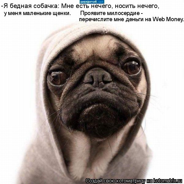 -Я бедная собачка: Мне есть нечего, носить нечего, у меня маленькие щенки. Проявите милосердие -... Котоматрица: -Я бедная собачка: Мне есть нечего, носить нечего, у меня маленькие щенки. Проявите милосердие - перечислите мне деньги на Web Money.