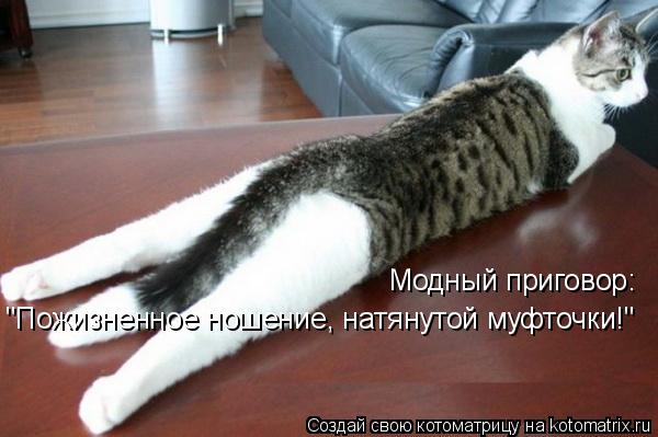 Модный приговор: "Пожизненное ношение, натянутой муфточки!"... Котоматрица: Модный приговор: "Пожизненное ношение, натянутой муфточки!"