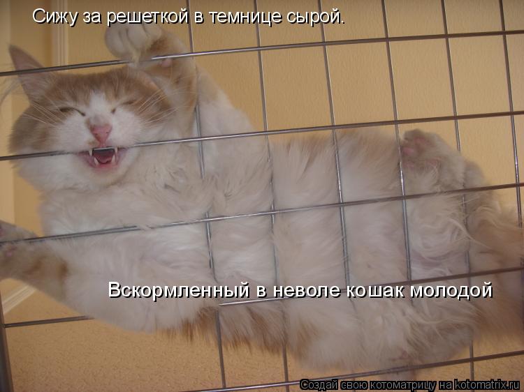 Сижу за решеткой в темнице сырой. Вскормленный в неволе кошак молодой... Котоматрица: Сижу за решеткой в темнице сырой. Вскормленный в неволе кошак молодой