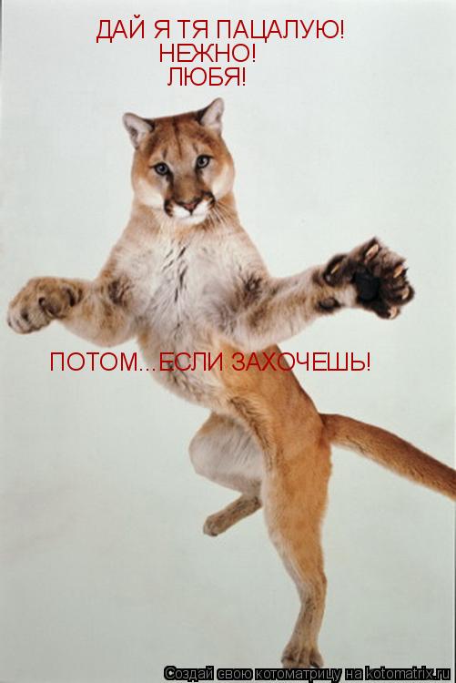 ДАЙ Я ТЯ ПАЦАЛУЮ! НЕЖНО! ЛЮБЯ! ПОТОМ...ЕСЛИ ЗАХОЧЕШЬ!... Котоматрица: ДАЙ Я ТЯ ПАЦАЛУЮ! НЕЖНО! ЛЮБЯ! ПОТОМ...ЕСЛИ ЗАХОЧЕШЬ!