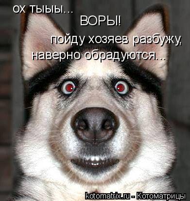 ох тыыы... ВОРЫ! пойду хозяев разбужу, наверно обрадуются...... Котоматрица: ох тыыы... ВОРЫ! пойду хозяев разбужу, наверно обрадуются...