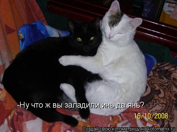 -Ну что ж вы заладили,инь да янь?... Котоматрица: -Ну что ж вы заладили,инь да янь?