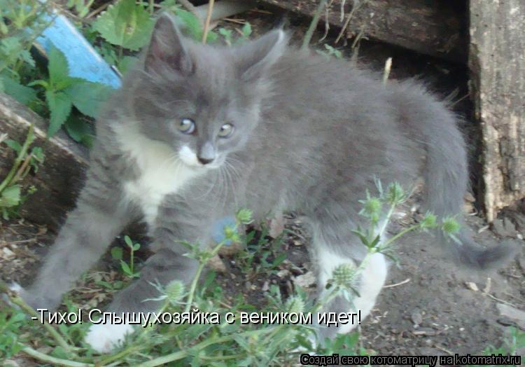 Котоматрица: -Тихо! Слышу,хозяйка с веником идет!