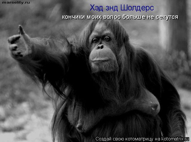 Хэд знд Шолдерс кончики моих волос больше не секутся... Котоматрица: Хэд знд Шолдерс кончики моих волос больше не секутся