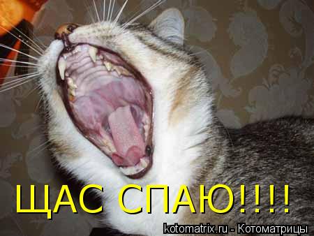 Котоматрица: ЩАС СПАЮ!!!!