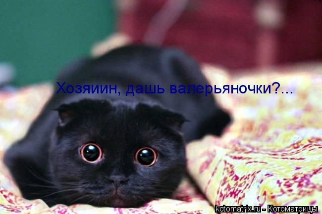 Котоматрица: Хозяиин, дашь валерьяночки?...