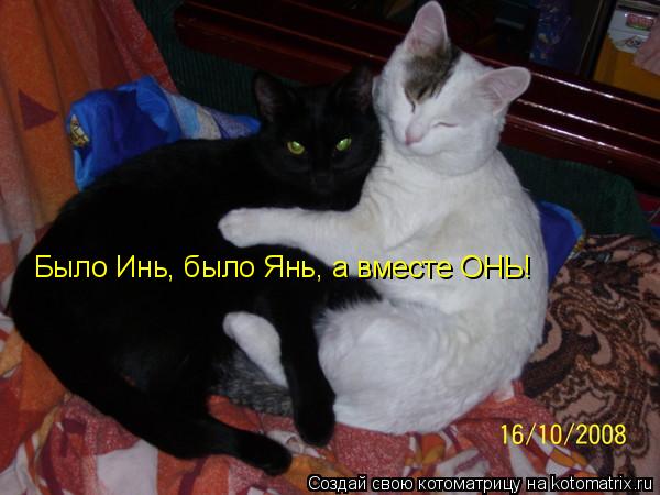 Котоматрица: Было Инь, было Янь, а вместе ОНЬ!