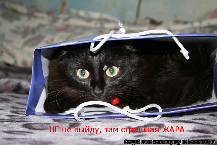 Котоматрица: НЕ не выйду, там страшная ЖАРА