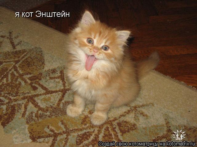 Котоматрица: я кот Энштейн