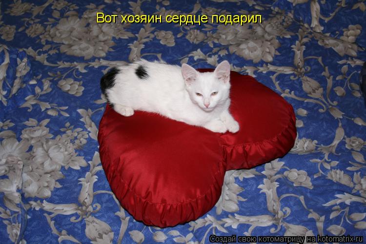 Котоматрица: Вот хозяин сердце подарил