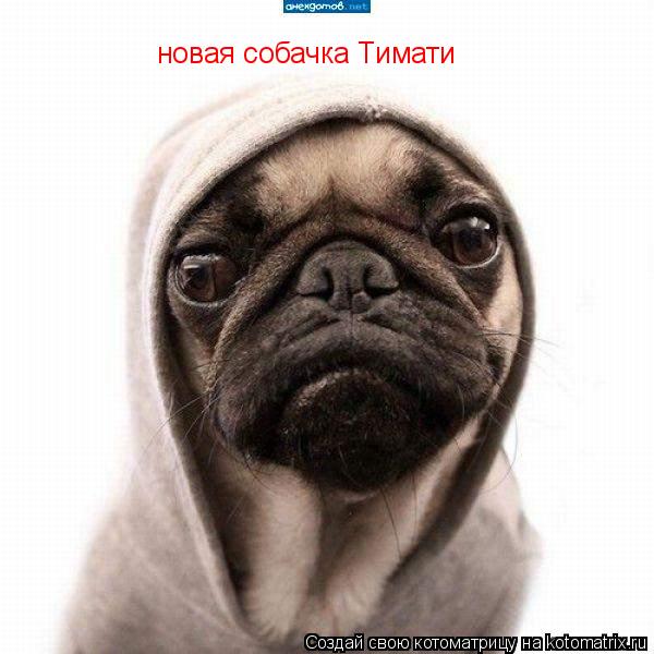 Котоматрица: новая собачка Тимати