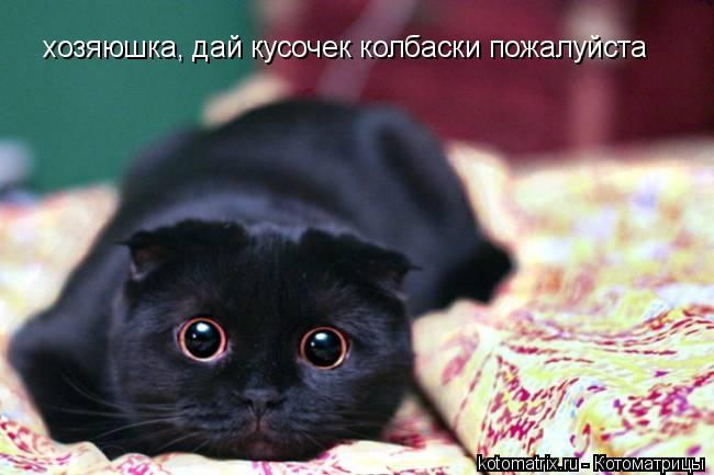 хозяюшка, дай кусочек колбаски пожалуйста... Котоматрица: хозяюшка, дай кусочек колбаски пожалуйста