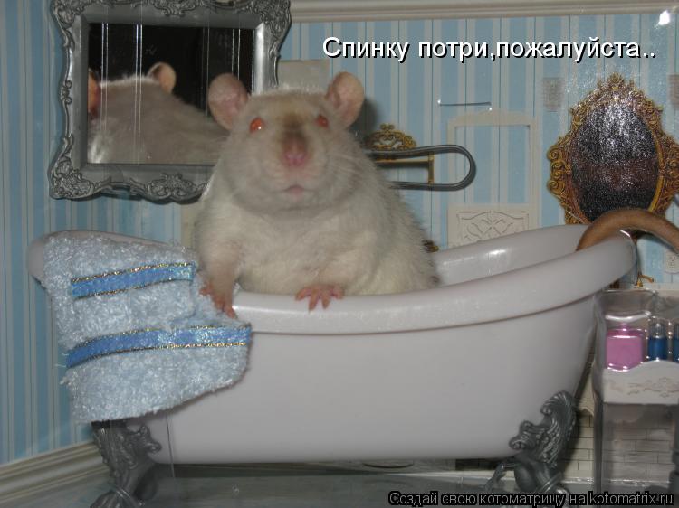 Спинку потри,пожалуйста..... Котоматрица: Спинку потри,пожалуйста..