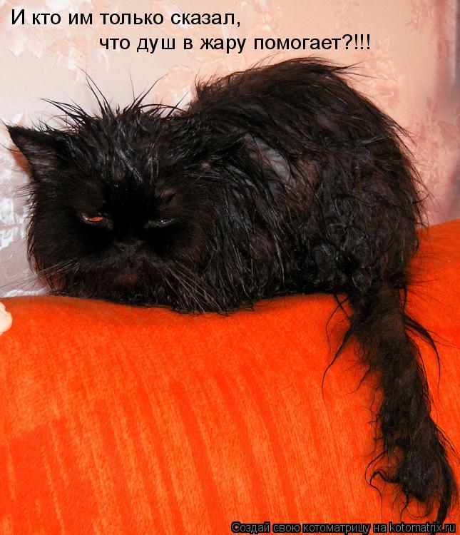 И кто им только сказал, что душ в жару помогает?!!!... Котоматрица: И кто им только сказал, что душ в жару помогает?!!!