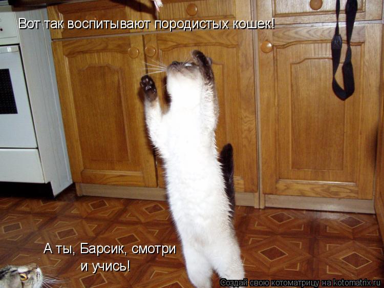 Вот так воспитывают породистых кошек! А ты, Барсик, смотри и учись!... Котоматрица: Вот так воспитывают породистых кошек! А ты, Барсик, смотри и учись!