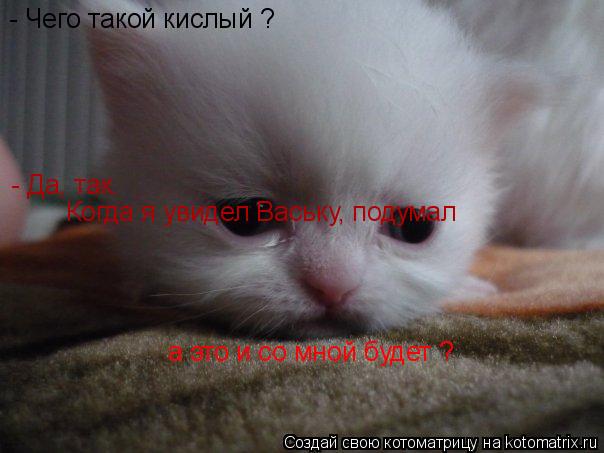 - Чего такой кислый ? - Да, так. Когда я увидел Ваську, подумал а это и со мной будет ?... Котоматрица: - Чего такой кислый ? - Да, так. Когда я увидел Ваську, подумал а это и со мной будет ?