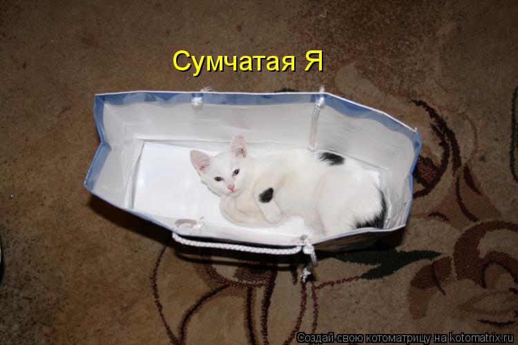 Сумчатая Я... Котоматрица: Сумчатая Я