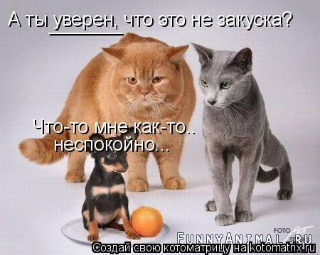 А ты уверен, что это не закуска? _______ Что-то мне как-то.. неспокойно...... Котоматрица: А ты уверен, что это не закуска? _______ Что-то мне как-то.. неспокойно...