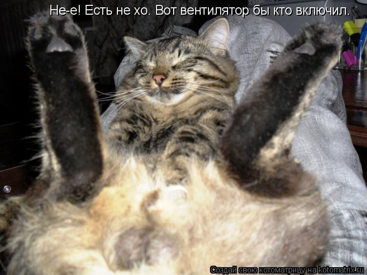 Не-е! Есть не хо. Вот вентилятор бы кто включил.... Котоматрица: Не-е! Есть не хо. Вот вентилятор бы кто включил.