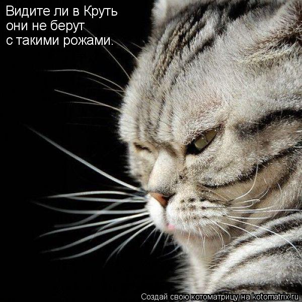 Видите ли в Круть они не берут с такими рожами.... Котоматрица: Видите ли в Круть они не берут с такими рожами.