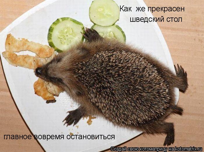 Котоматрица: Как  же прекрасен шведский стол главное вовремя остановиться