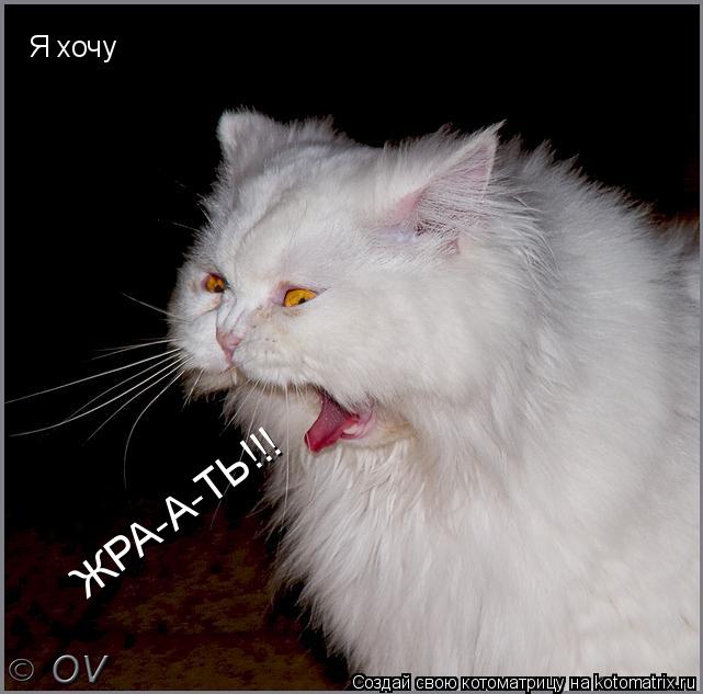Я хочу ЖРА-А-ТЬ!!!... Котоматрица: Я хочу ЖРА-А-ТЬ!!!