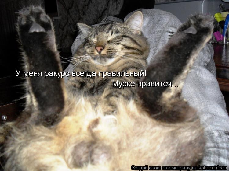 Котоматрица: -У меня ракурс всегда правильный! Мурке нравится...