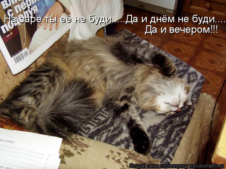 На заре ты её не буди ....Да и днём не буди.... Да и вечером!!!... Котоматрица: На заре ты её не буди ....Да и днём не буди.... Да и вечером!!!