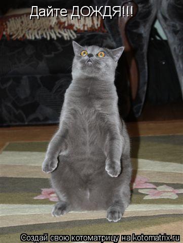 Котоматрица: Дайте ДОЖДЯ!!!