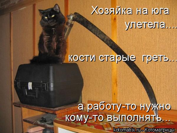 Котоматрица: Хозяйка на юга  улетела.... кому-то выполнять... а работу-то нужно кости старые  греть...
